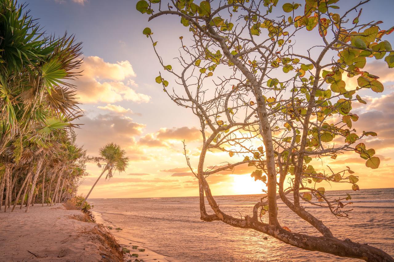 Platinum Yucatan Princess Adults Only 普拉亚卡门 外观 照片 Sunset at the beach
